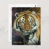 Postkarte: Kosmischer Tiger (Portrait) Postkarte (Vorne/Hinten)
