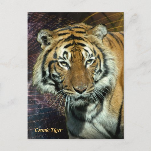 Postkarte: Kosmischer Tiger (Portrait) Postkarte (Vorderseite)