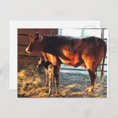 Postkarte. Kuh und Kalb. Postkarte (Vorne/Hinten)