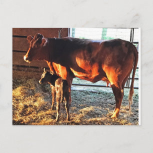 Postkarte. Kuh und Kalb. Postkarte