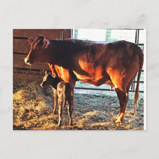 Postkarte. Kuh und Kalb. Postkarte (Vorderseite)