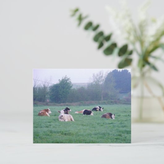 Postkarte - Kühe in Farbe (Stehend Vorderseite)