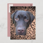 Postkarte Labrador Jimmy (Vorne/Hinten)