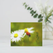 Postkarte Ladybird (Stehend Vorderseite)
