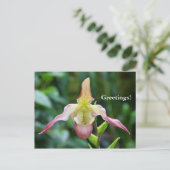 Postkarte - Ladyslipper (Stehend Vorderseite)