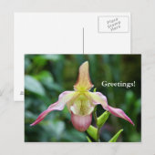 Postkarte - Ladyslipper (Vorne/Hinten)