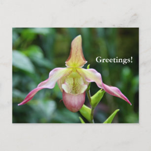 Postkarte - Ladyslipper