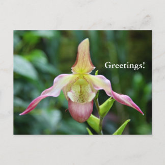 Postkarte - Ladyslipper