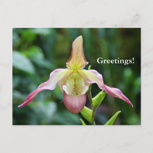 Postkarte - Ladyslipper (Vorderseite)