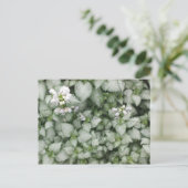 Postkarte Lamium maculatum (White Nancy) (Stehend Vorderseite)