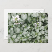 Postkarte Lamium maculatum (White Nancy) (Vorne/Hinten)