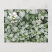 Postkarte Lamium maculatum (White Nancy) (Vorderseite)