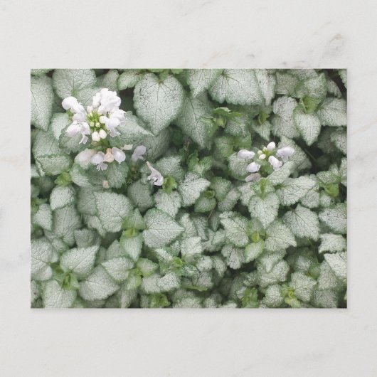 Postkarte Lamium maculatum (White Nancy) (Vorderseite)