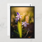 Postkarte Le Scille (Vorne/Hinten)