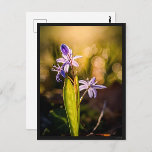 Postkarte Le Scille (Vorne/Hinten)