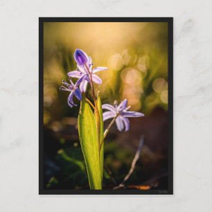 Postkarte Le Scille