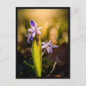 Postkarte Le Scille (Vorderseite)