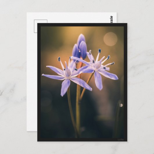 Postkarte Le Scille (Vorne/Hinten)