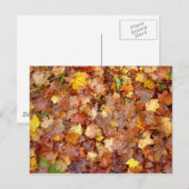 Postkarte "Leaf Pile"-Foto (Vorne/Hinten)