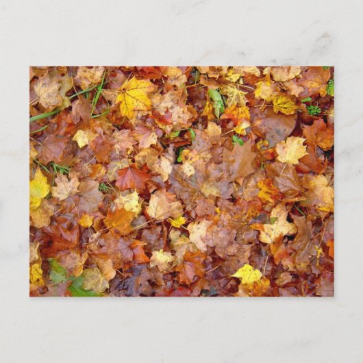 Postkarte "Leaf Pile"-Foto (Vorderseite)