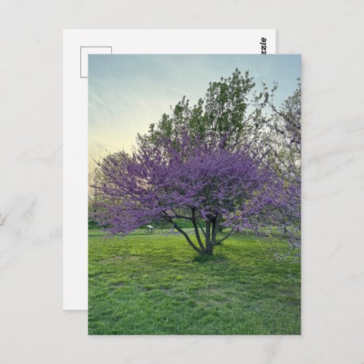 Postkarte lila Bäume (Vorne/Hinten)