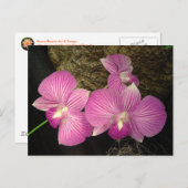 Postkarte: Lila Streifenorchideen Postkarte (Vorne/Hinten)