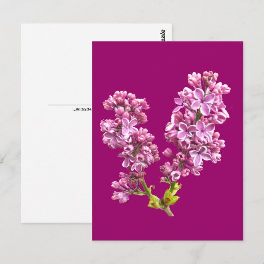 Postkarte - Lilac-Blüten (Vorne/Hinten)
