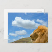 Postkarte - Löwenportrait (Vorne/Hinten)