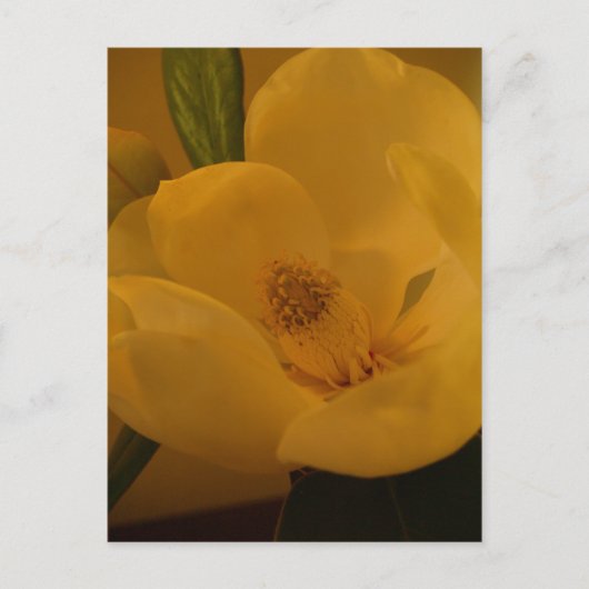 Postkarte "Magnolia Sateen" (Vorderseite)
