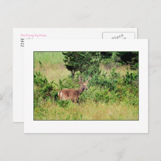 Postkarte "Majestic Buck" (Vorne/Hinten)