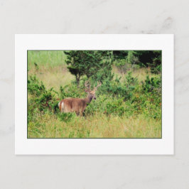 Postkarte "Majestic Buck"