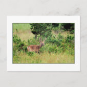 Postkarte "Majestic Buck" (Vorderseite)