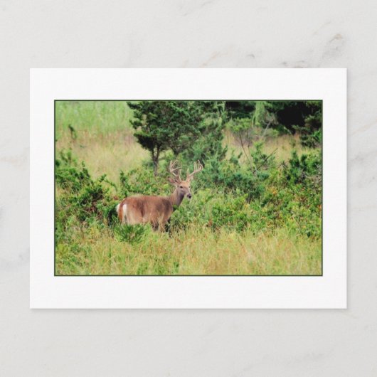 Postkarte "Majestic Buck" (Vorderseite)