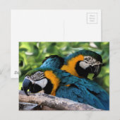 Postkarte/Makros Postkarte (Vorne/Hinten)