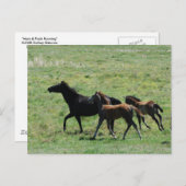 Postkarte - Mare & Foals laufen (Vorne/Hinten)