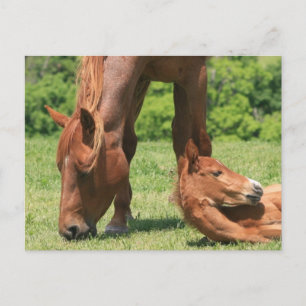 Postkarte Mare und Colt