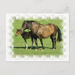 Postkarte Mare und Fohlen