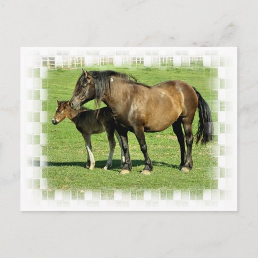 Postkarte Mare und Fohlen (Vorderseite)