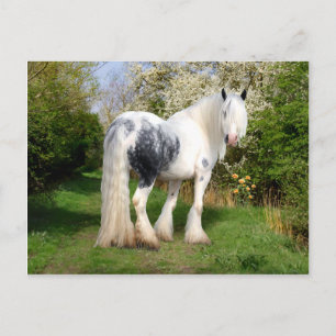 Postkarte "Mirabeau"