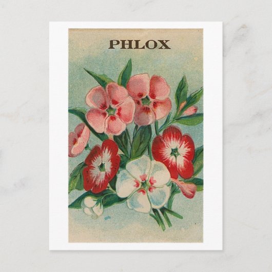 Postkarte mit altem Phlox-Samenpaket (Vorderseite)