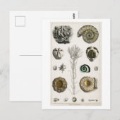 POSTKARTE MIT ANTIQUARISCHER VERSTEINERUNGEN-KARTE (Vorne/Hinten)