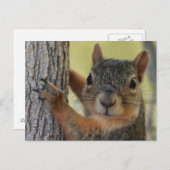 Postkarte mit Baumkroneneichhörnchen (Vorne/Hinten)