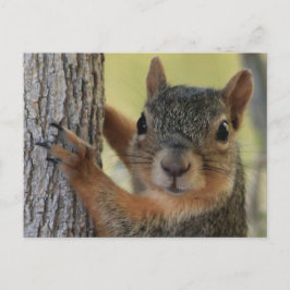 Postkarte mit Baumkroneneichhörnchen