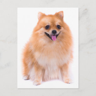 Postkarte mit Bild eines Pomeranian-Welpen