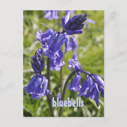 Postkarte mit bluebell-Blume (Vorderseite)