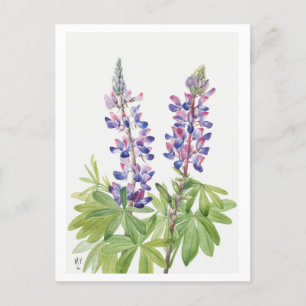 Postkarte mit botanischer Illustration der Blauen