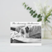 Postkarte mit bullterriermotiv (Stehend Vorderseite)