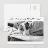 Postkarte mit bullterriermotiv (Vorne/Hinten)