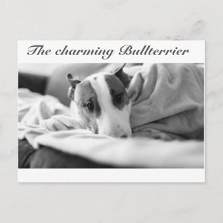 Postkarte mit bullterriermotiv