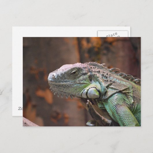Postkarte mit bunter Leguaneidechse (Vorne/Hinten)